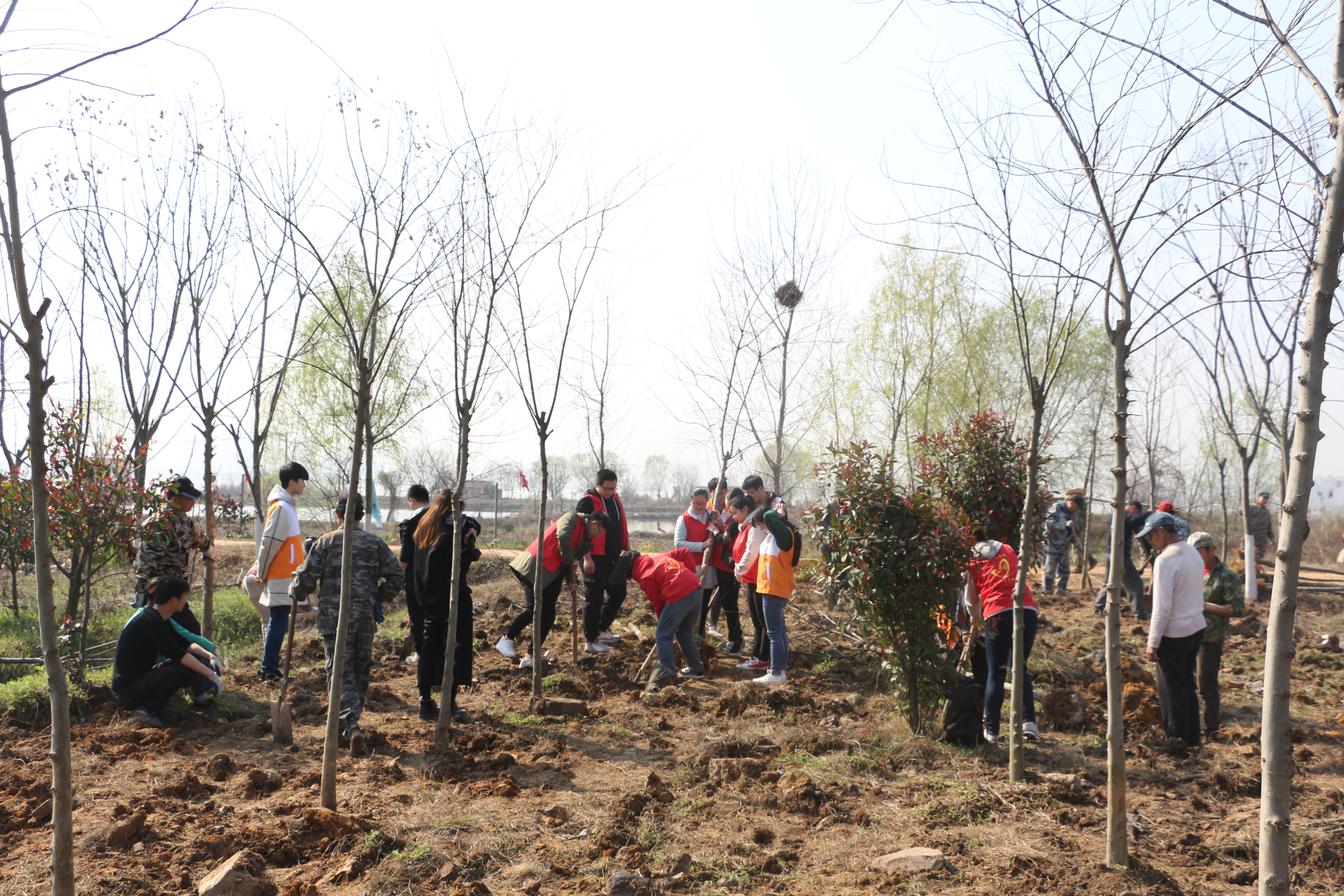 志愿者们正在合力植树 摄影:曲光浩